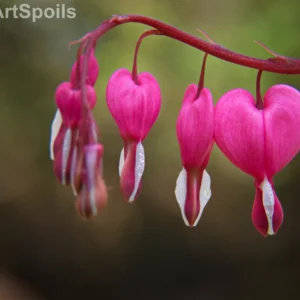 Bleeding Hearts Print by [Artist Name] captured as a high-quality fine art print reproduction.