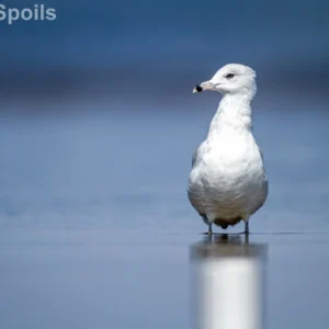 Coastal Glance, captured as a high-quality fine art print reproduction.