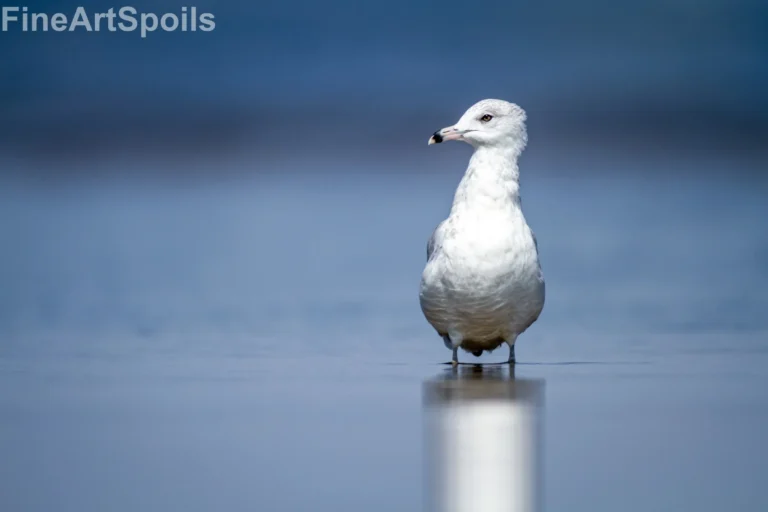 A Moment of Stillness: Capturing the Gaze of a Coastal Wanderer