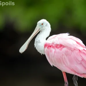 Roseate Spoonbill Wildlife Print captured as a high-quality fine art print reproduction.