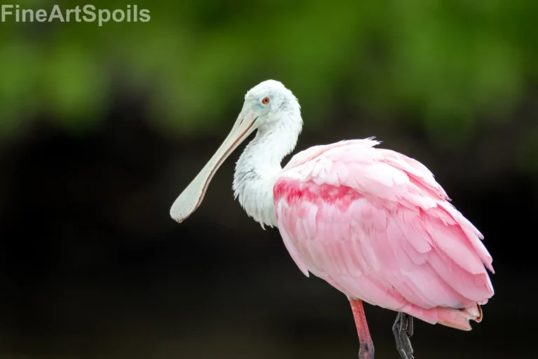 Ethereal Roseate Spoonbill Fine Art Print – Vibrant Coastal Wildlife Wall Art